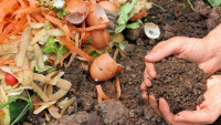 kompost compost-6053136 960 720